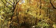 Kilminorth Woods in autumn