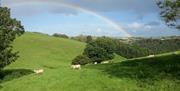 A countryside view of lambs grazing beneath a rainbow sky