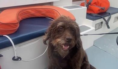 Dog taking a trip on the ferry