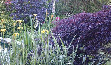 image of garden