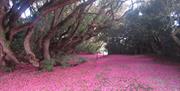 Tregrehan Garden - Rhododendron Cornish Red