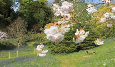 Glendurgan Garden - Cherry Blossoms in flower