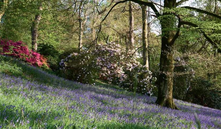 Picture of bluebells in woods