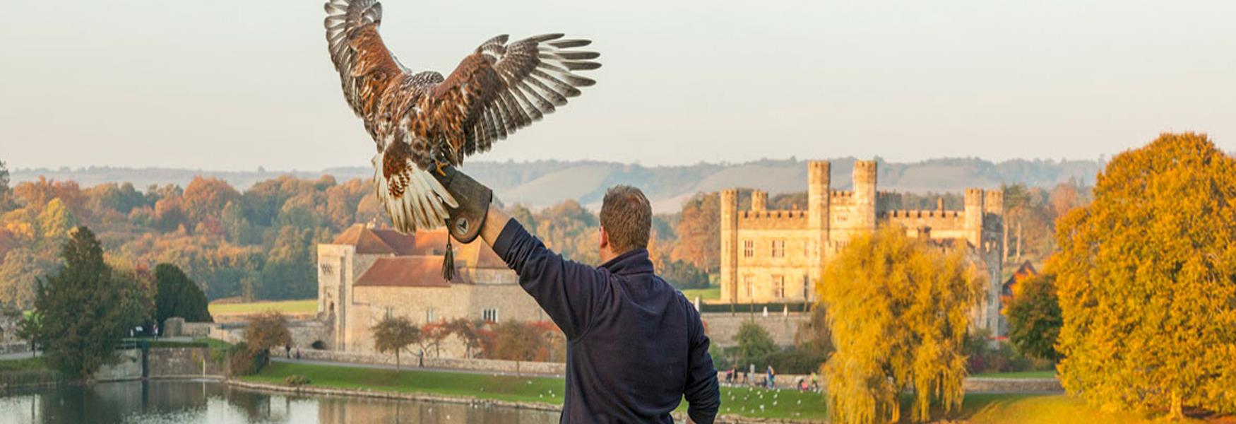 Bird of Prey with Leeds Castle in background