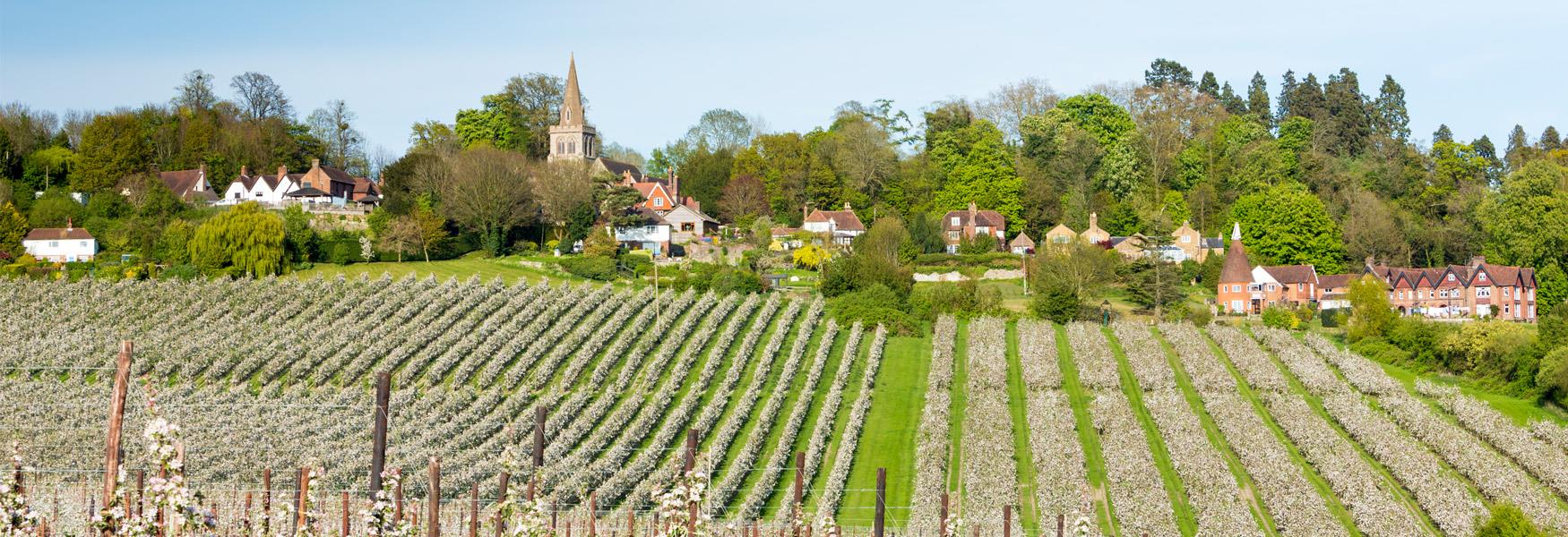 Kent Orchards near Linton