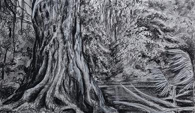 A pencil and charcoal drawing of trees and a stream in Mote Park, Maidstone