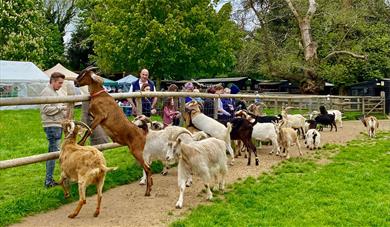 Goats being fed 