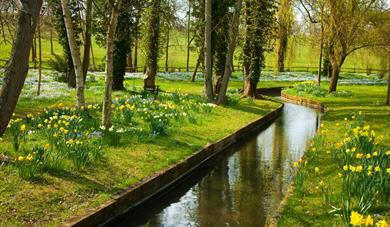 Daffodils along the stream in the water garden at Leeds Castle