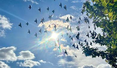 A flock of pigeons flying across a blue sky with the sun and whispy clouds and the edge of a tree on the right