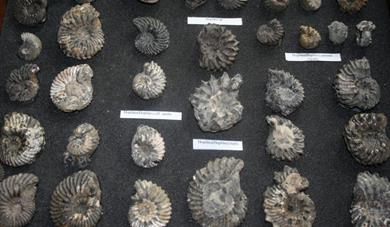 Ammonite fossils on a black background