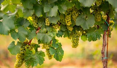 Grapes hanging from a vine