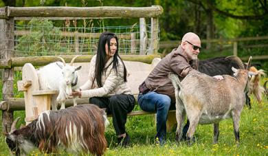 Couple sitting on a bench with the goats making a fuss of them