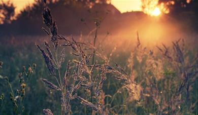 Sunset in a nature reserve