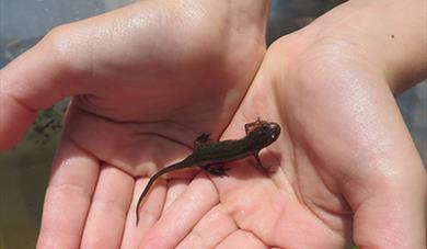 A child's cupped hands holding a newt