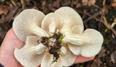 Foraged mushrooms being held in a hand