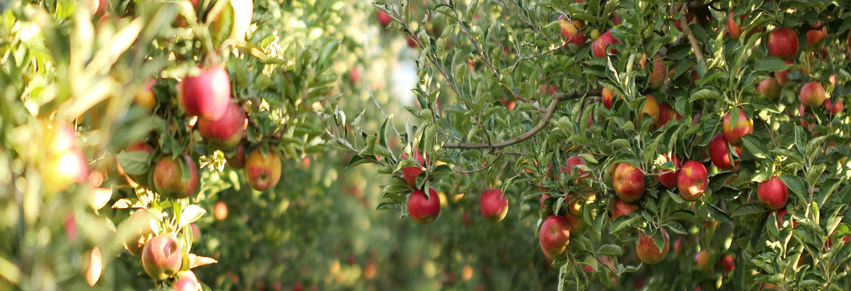 Red apples on laden boughs of apple trees in an orchard