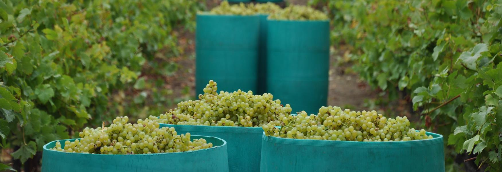 Grape Harvest at Biddenden Vineyard