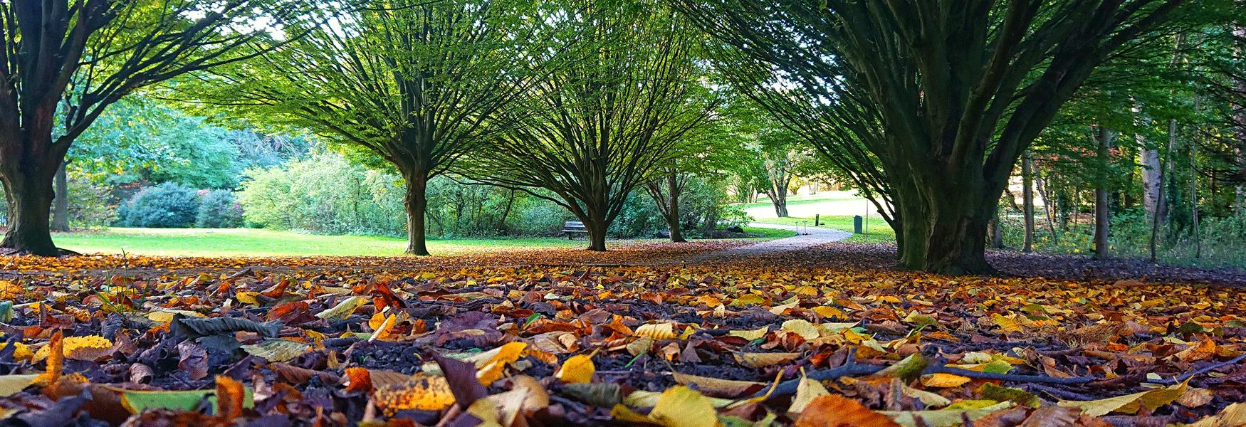 Autumn colours of the Hornbeam Arborteum at Cobtree Manor Park