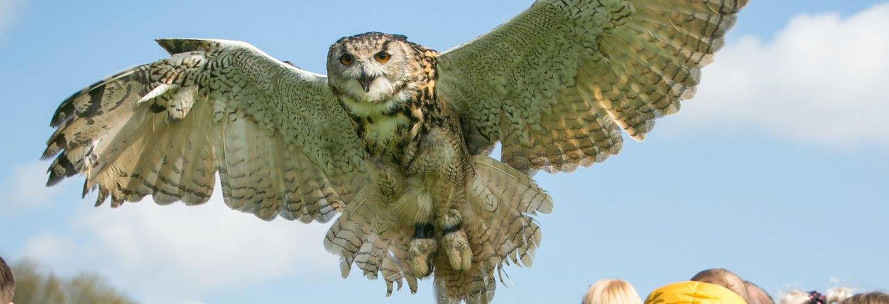 Leeds Castle Falconry Displays