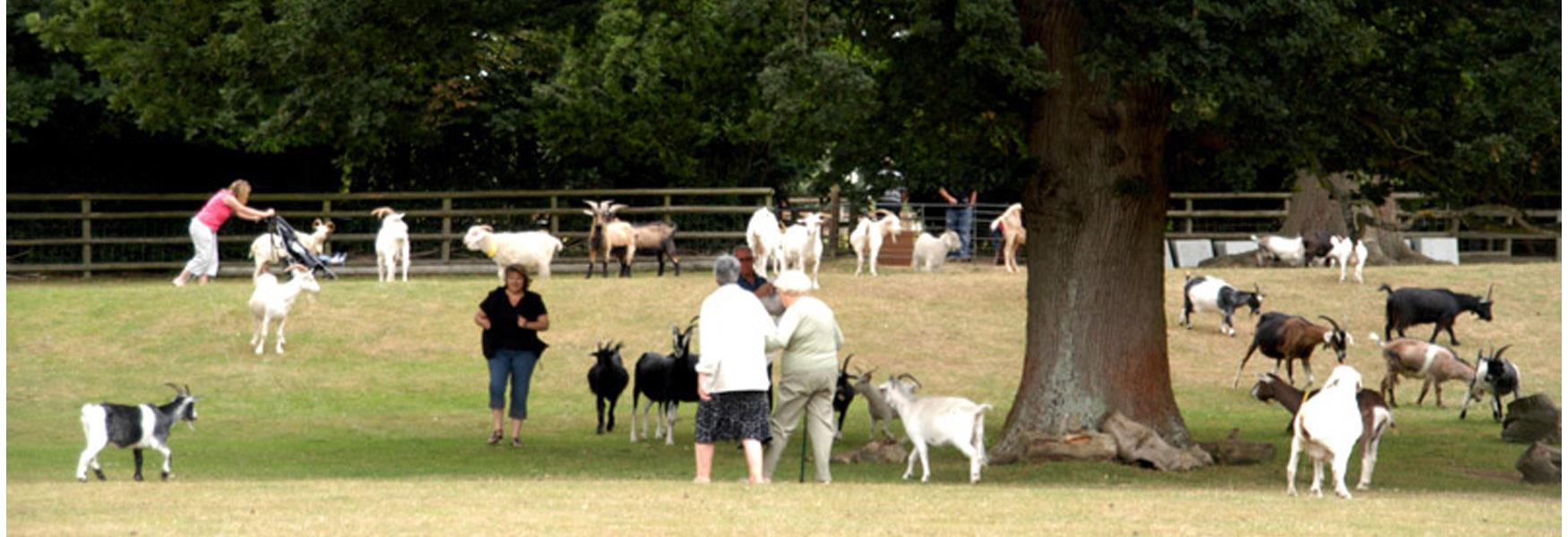 Buttercup Goat Sanctuary