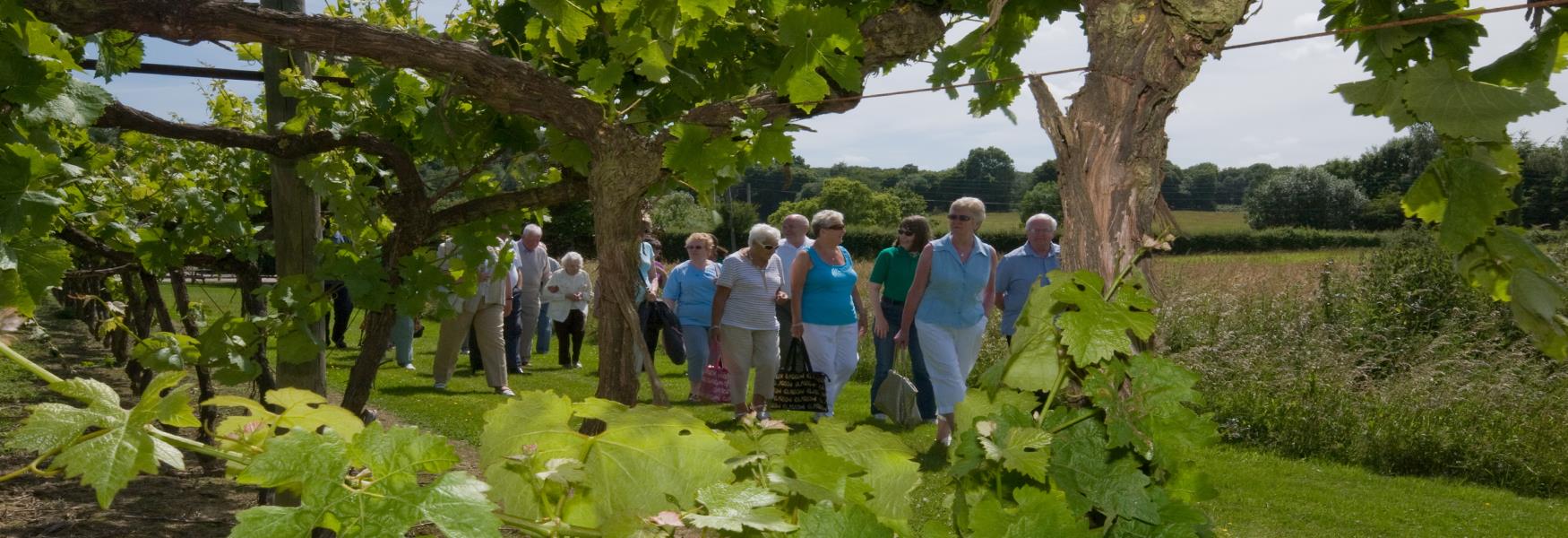 Guided tour of Biddenden Vineyard