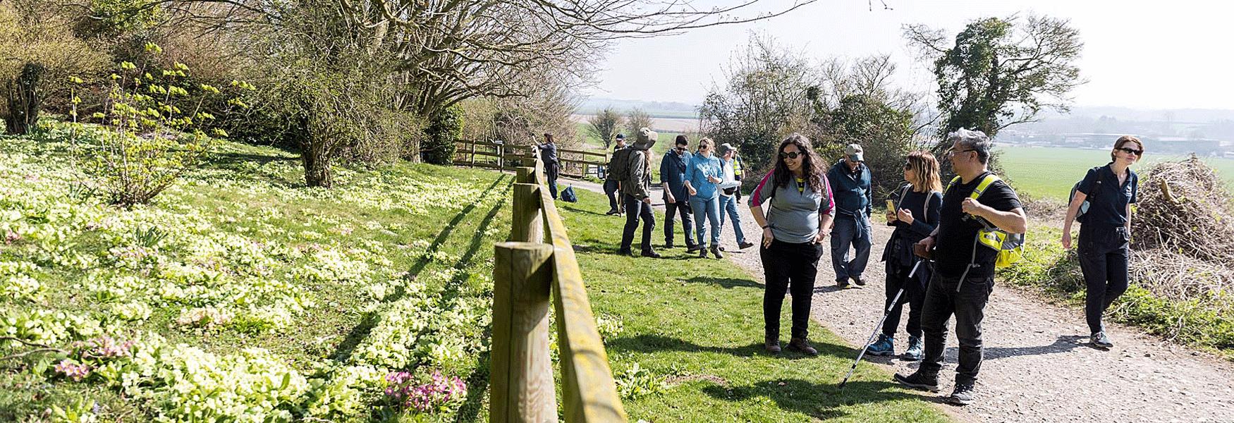 The Spring Heart of Kent Walking Festival allows for time to enjoy all the wild flowers along the way. These primroses are particularly spectacular.