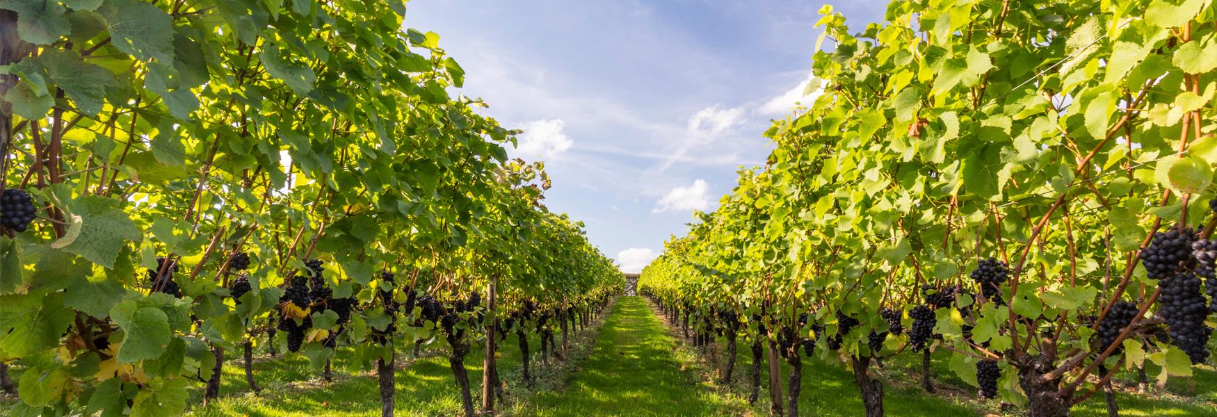 Take a stroll among Hush Heath's Vines