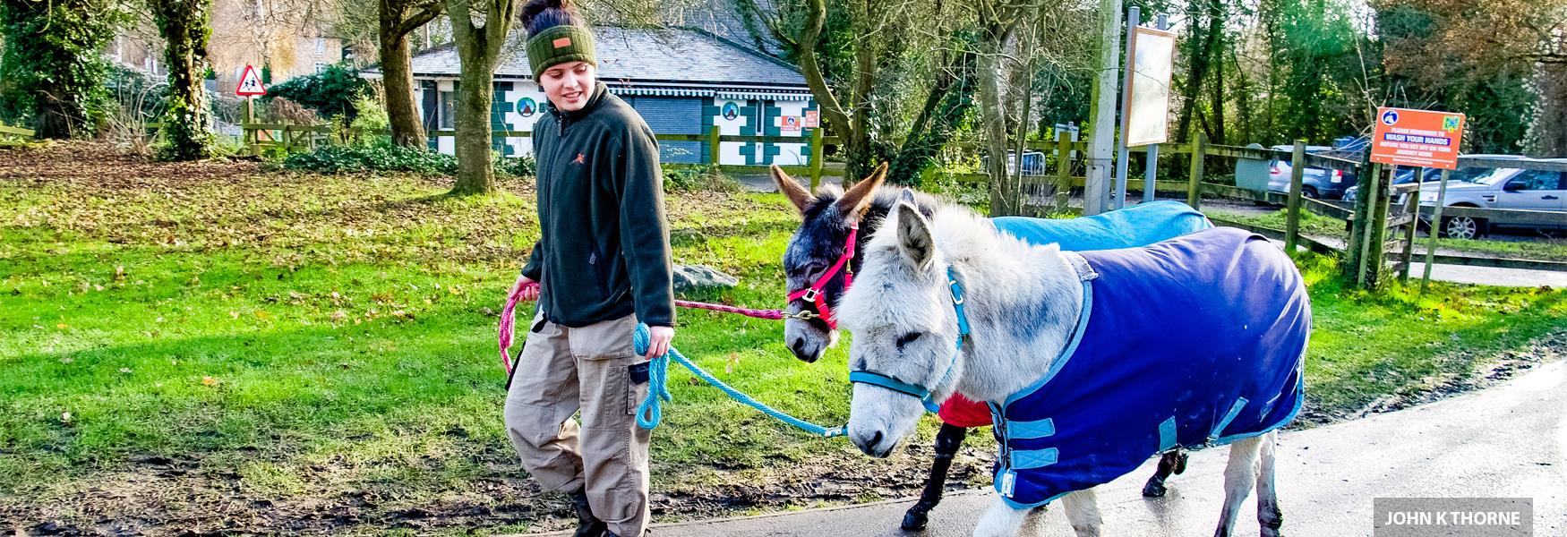 Kent Life Heritage Farm Park is a great day out for a family with lots to do all year round. The friendly animals are a joy and love seeing the visitors. Here are the donkeys in their winter coats.