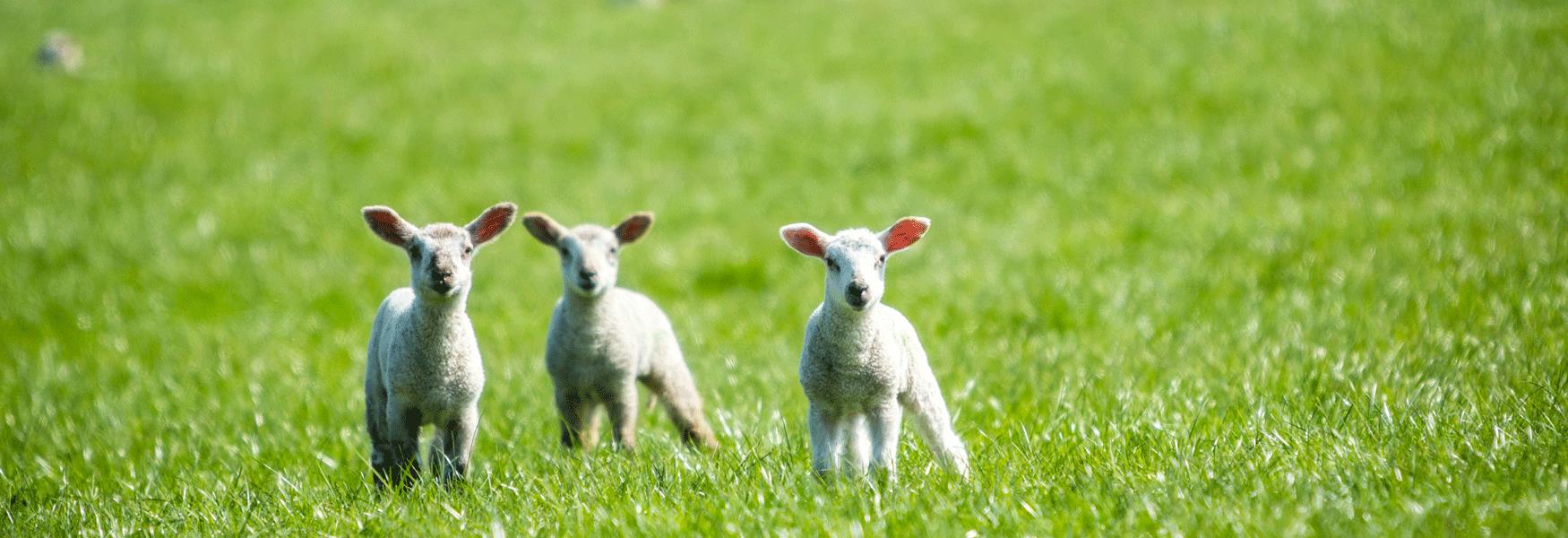 Lambs from the North Downs