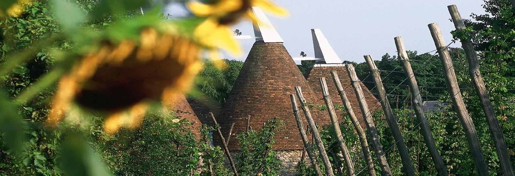 Hops are a very traditional crop for Kent and flavoured beer, which was drunk by everyone to avoid illness.  Here you will find the last coal fired oast houses in England  this truly traditional family event. Watch the hops gathered in, picked and roasted.