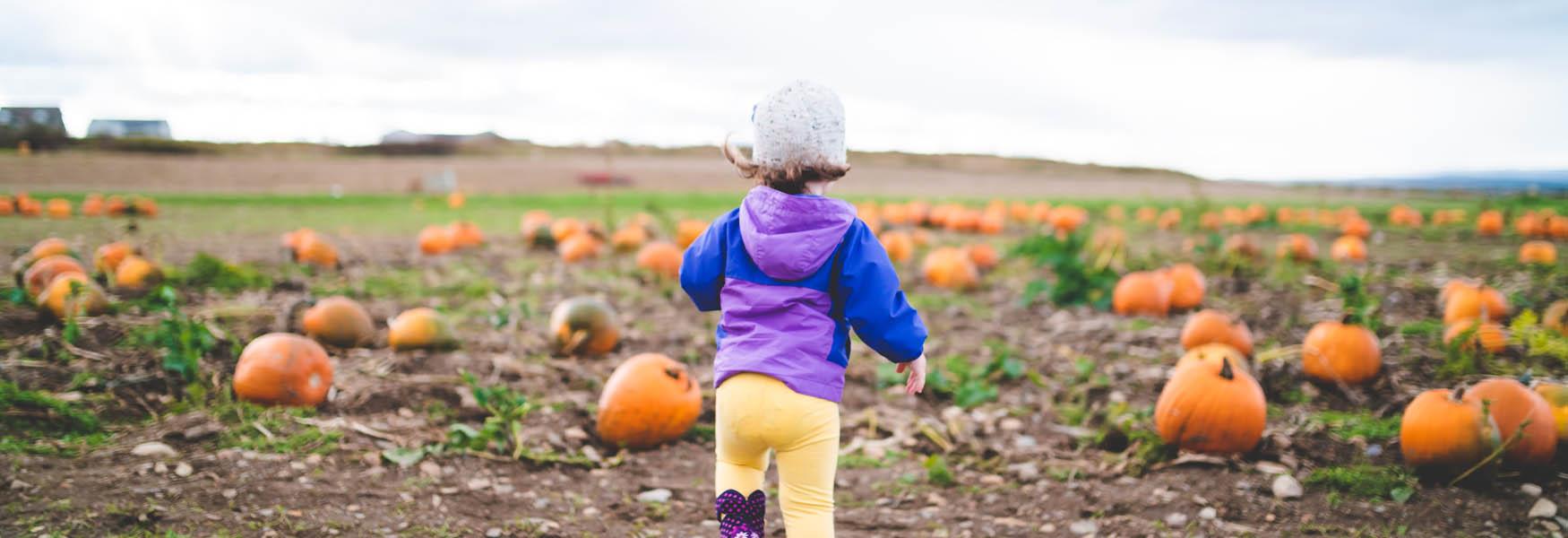 Child in a field of orange pumpkins