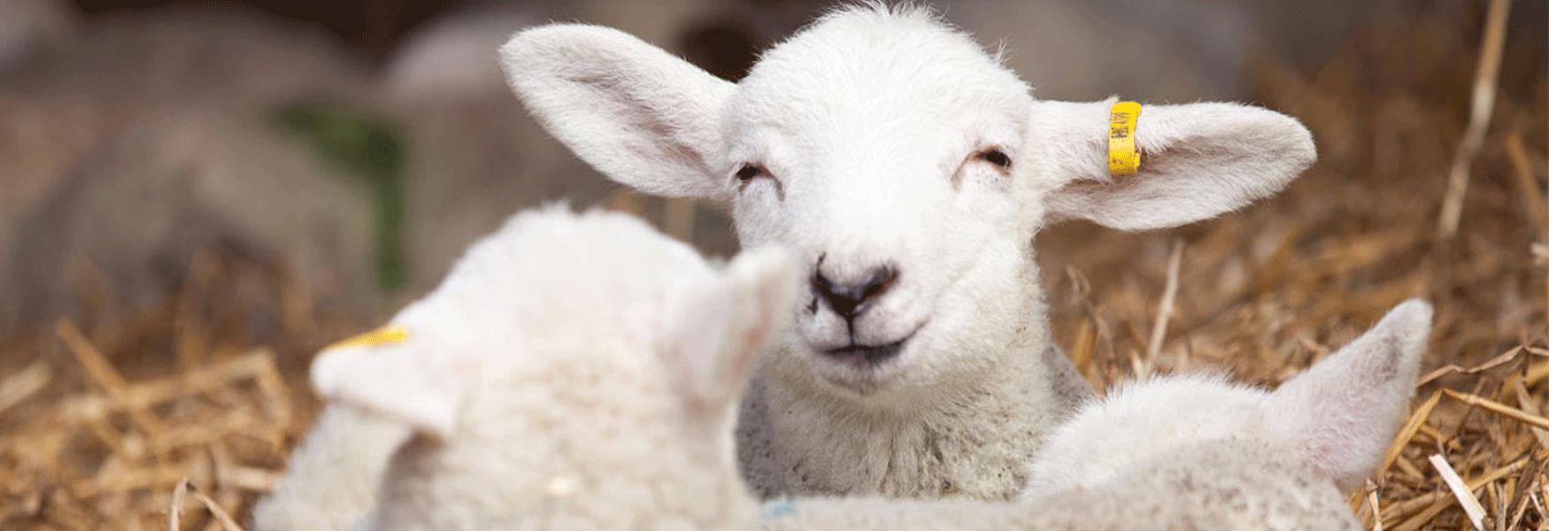 Come along and meet the lambs at Kent Life Heritage Farm Park.  This is alway popular, as are the chicks and all the newborns.