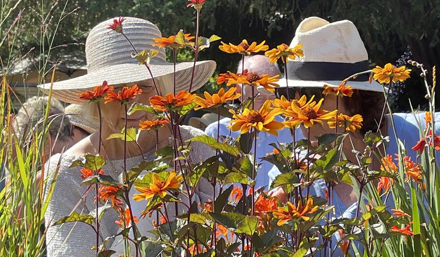 Two people looking at flowers