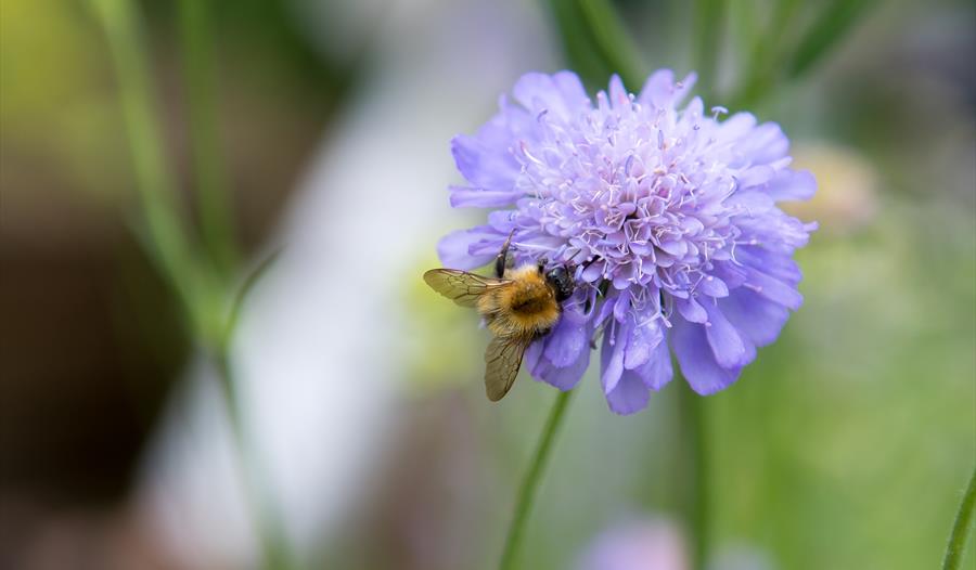 Wilder Gardens Workshop: Summer
