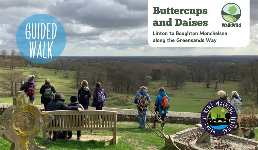 Buttercups and Daises