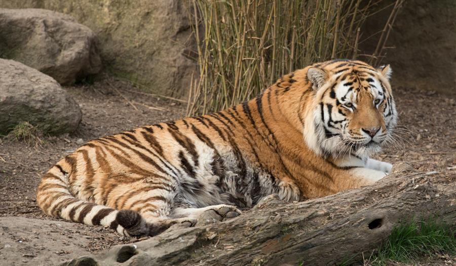 Tiger at the Big Cat Sanctuary