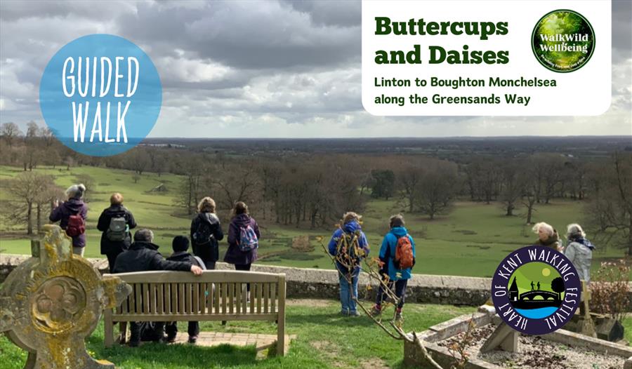 Buttercups and Daisies