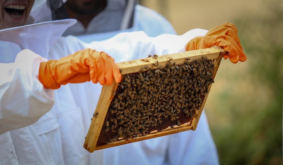 Beekeeper with bees
