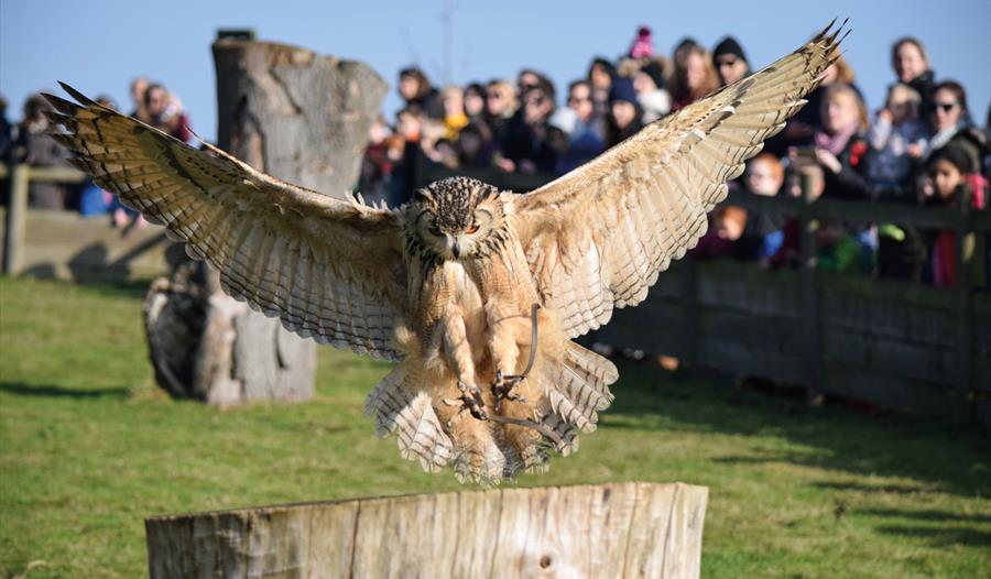 Falconry Displays at Leeds Castle