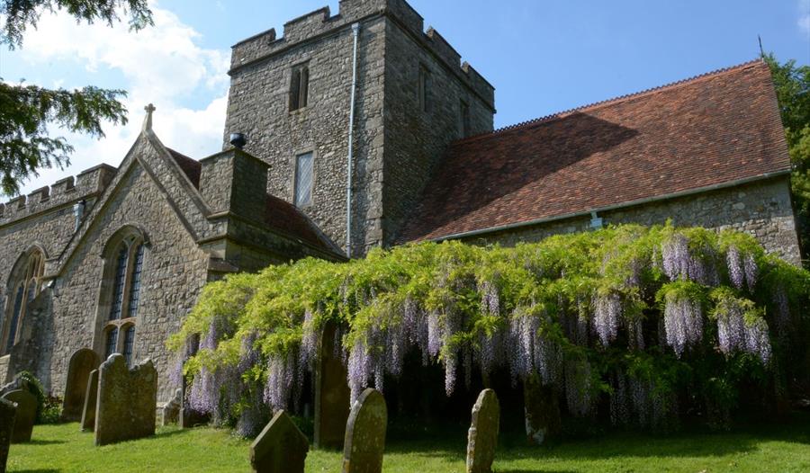 The wisteria of St Peter's Church is in full bloom.