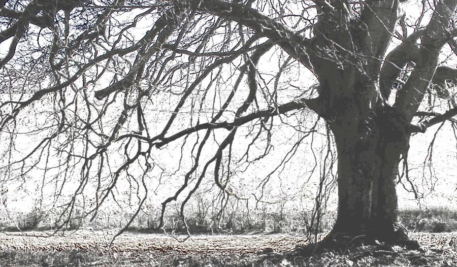 Tree in Winter by D. Attwood