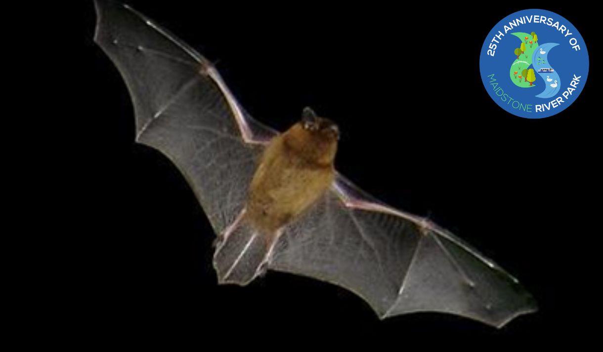 Pipistrelle bat flying on a black background