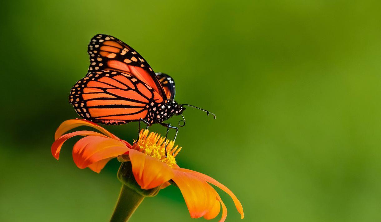 Monarch butterfly on an orange flower