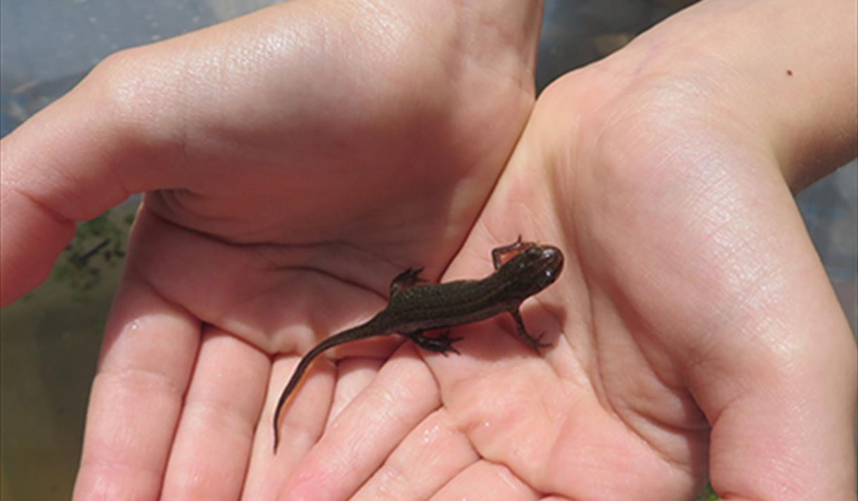 A child's cupped hands holding a newt