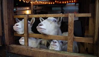 goats looking over a fence