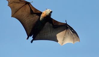 Image of Bat flying