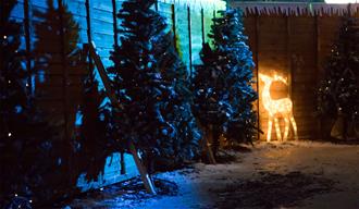 The trees mark the way to Santa's grotto.