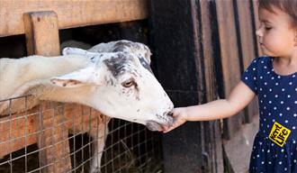 Child with a goat at Kent Life Heritage Farm Park