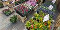 Jubilee Square Market flower stall