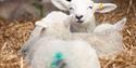 Lambs in straw bed